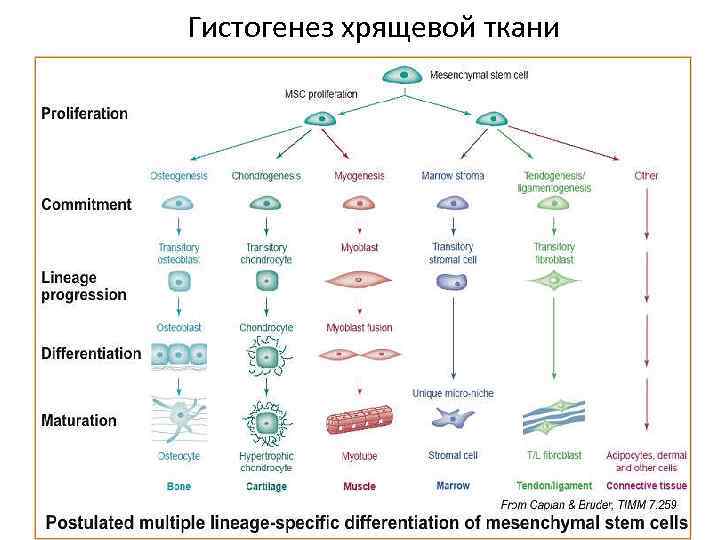 Гистогенез клеток костной ткани схема