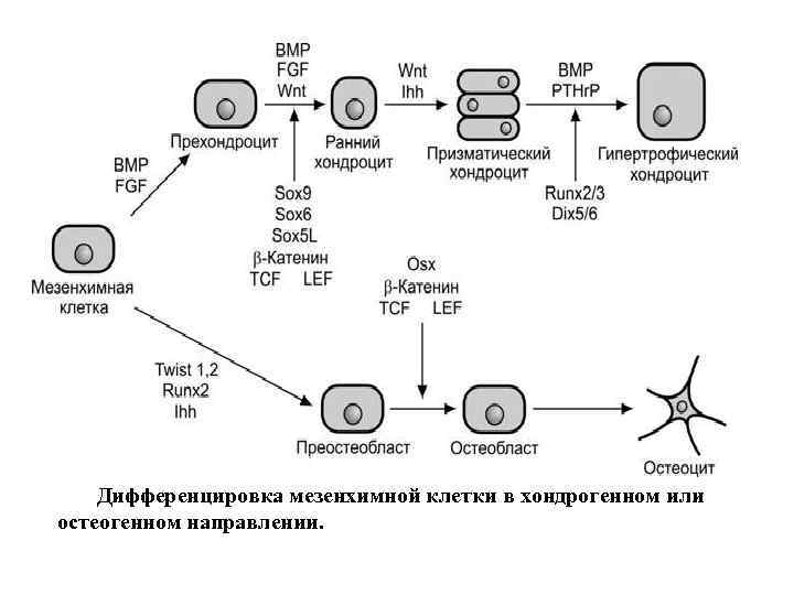 Дифференцировка мезенхимной клетки в хондрогенном или остеогенном направлении. 