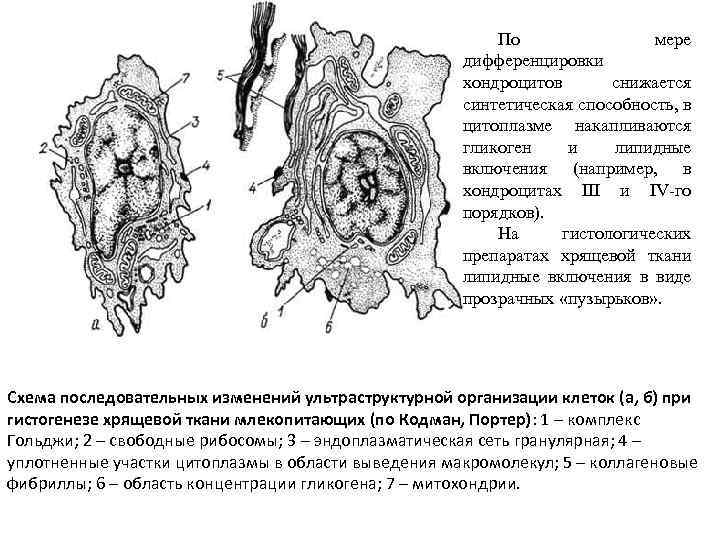 По мере дифференцировки хондроцитов снижается синтетическая способность, в цитоплазме накапливаются гликоген и липидные включения