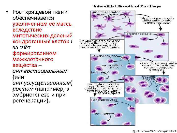 Способы роста хряща. Интерстициальный рост хрящевой ткани. Регенерация хрящевой ткани. Деление клеток хрящевой ткани. Рост хряща.