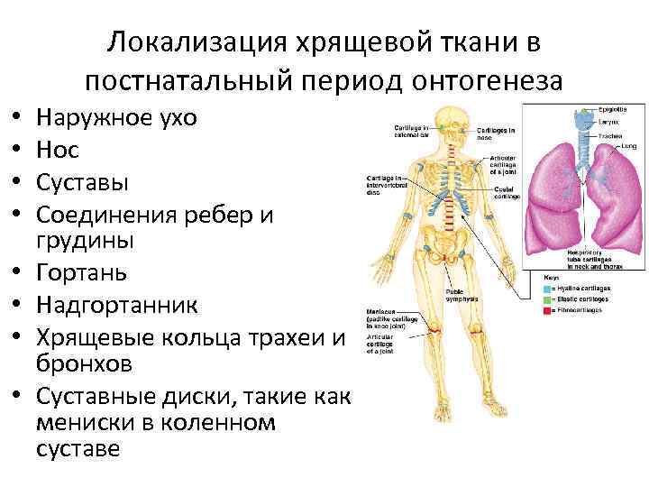 Хрящевая ткань гистология презентация