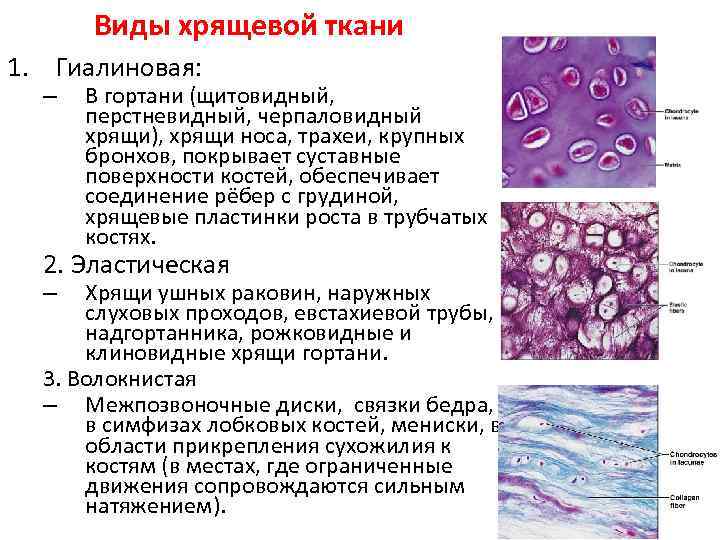 Эластическая хрящевая ткань