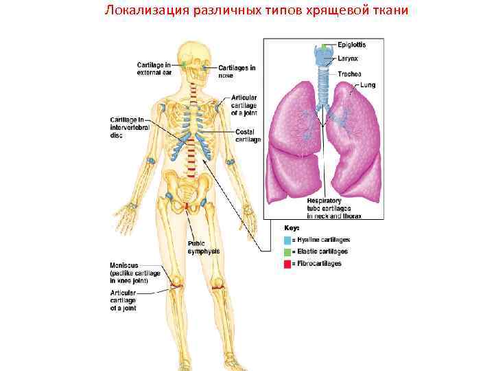 Локализация различных типов хрящевой ткани 