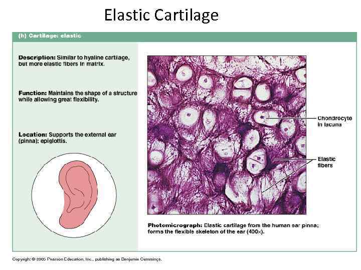 Elastic Cartilage 