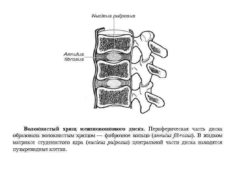 Межпозвоночные диски хрящ