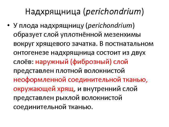 Надхрящница (perichondrium) • У плода надхрящницу (perichondrium) образует слой уплотнённой мезенхимы вокруг хрящевого зачатка.