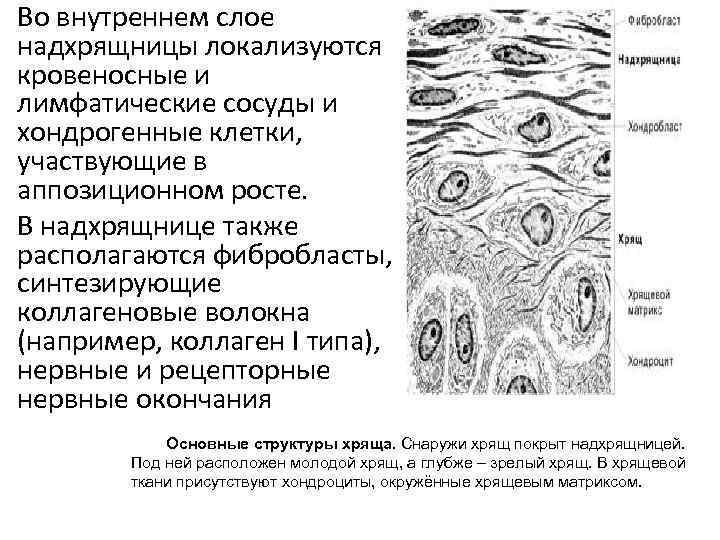 Аппозиционный рост хряща