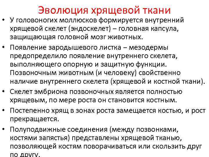 Эволюция хрящевой ткани • У головоногих моллюсков формируется внутренний хрящевой скелет (эндоскелет) ‒ головная