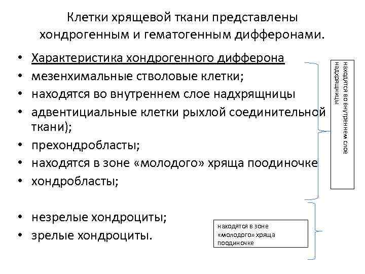 Клетки хрящевой ткани представлены хондрогенным и гематогенным дифферонами. • незрелые хондроциты; • зрелые хондроциты.