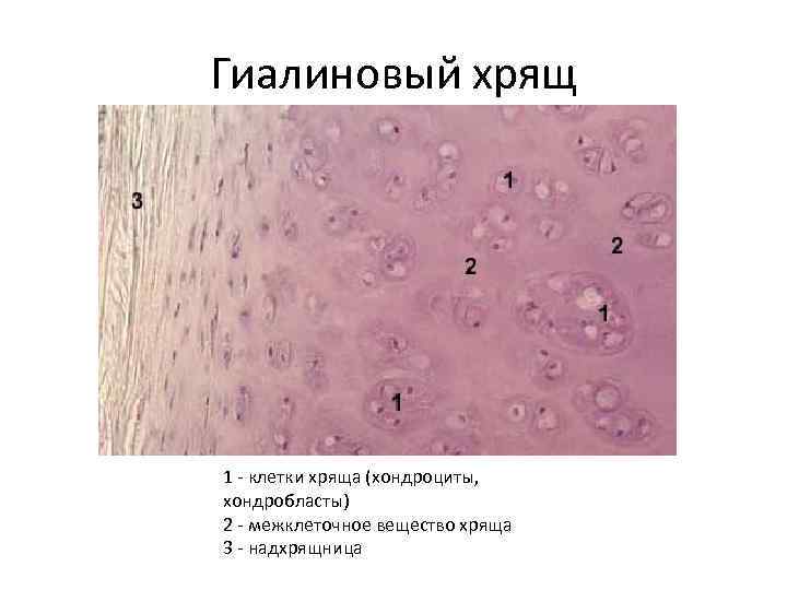 Гиалиновый хрящ 1 - клетки хряща (хондроциты, хондробласты) 2 - межклеточное вещество хряща 3