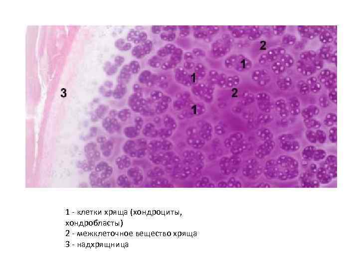 1 - клетки хряща (хондроциты, хондробласты) 2 - межклеточное вещество хряща 3 - надхрящница