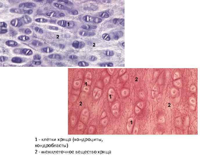 Хрящевые ткани фото