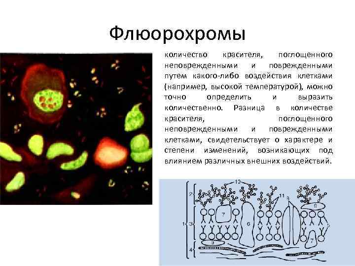 Флюорохромы количество красителя, поглощенного неповрежденными и поврежденными путем какого либо воздействия клетками (например, высокой