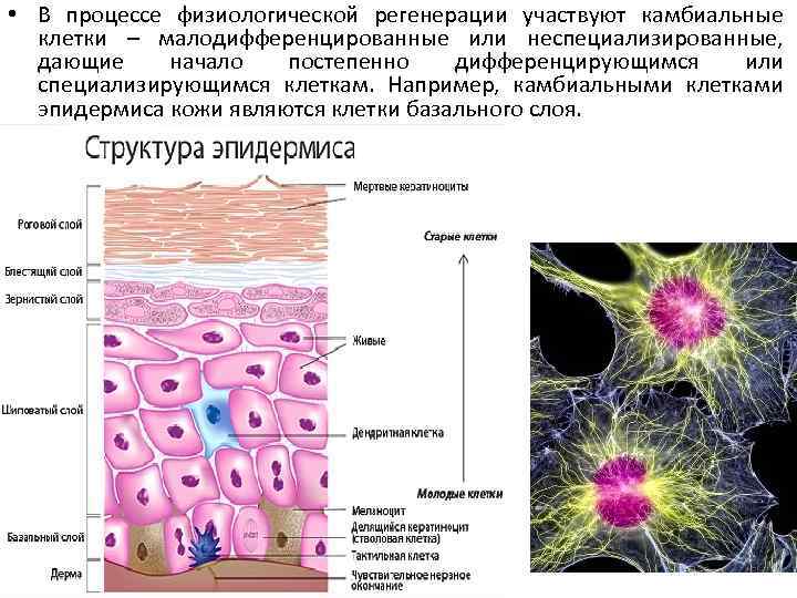  • В процессе физиологической регенерации участвуют камбиальные клетки – малодифференцированные или неспециализированные, дающие