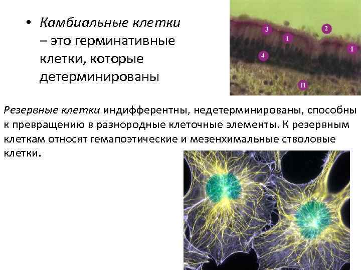  • Камбиальные клетки ‒ это герминативные клетки, которые детерминированы Резервные клетки индифферентны, недетерминированы,