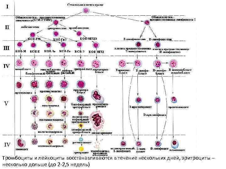 Тромбоциты и лейкоциты восстанавливаются в течение нескольких дней, эритроциты ‒ несколько дольше (до 2