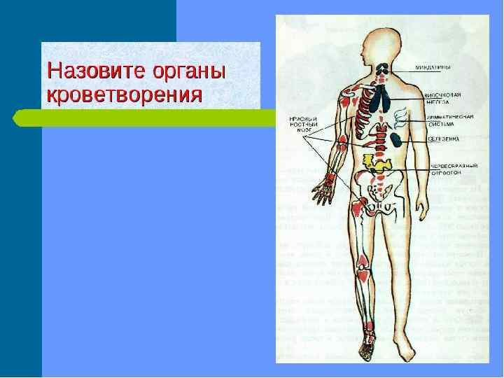 Органы кроветворения иммунной. Система органов кроветворения человека. Кроветворная система человека схема. Система органов кроветворения функции. Органы кроветворения схема.