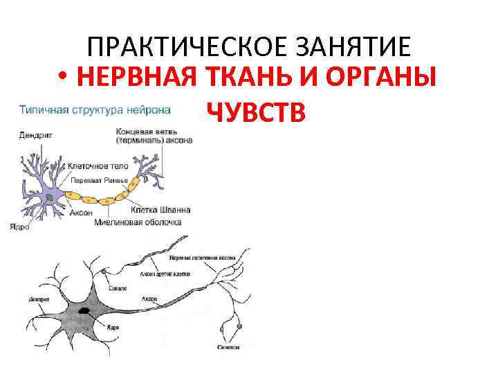 ПРАКТИЧЕСКОЕ ЗАНЯТИЕ • НЕРВНАЯ ТКАНЬ И ОРГАНЫ ЧУВСТВ 