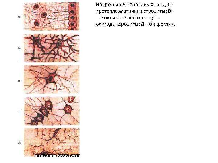 Нейроглии А - епендимоциты; Б - протоплазматични астроциты; В - волокнистые астроциты; Г -