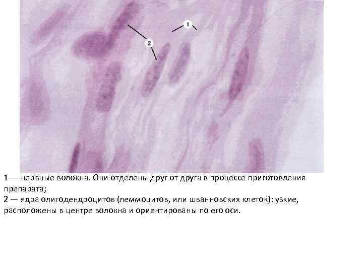 Гладкая мышечная ткань мочевого пузыря
