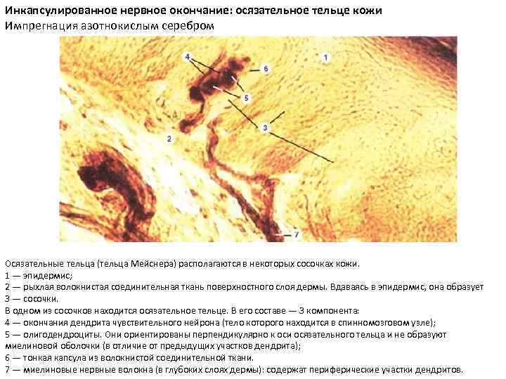 Инкапсулированное нервное окончание: осязательное тельце кожи Импрегнация азотнокислым серебром Осязательные тельца (тельца Мейснера) располагаются