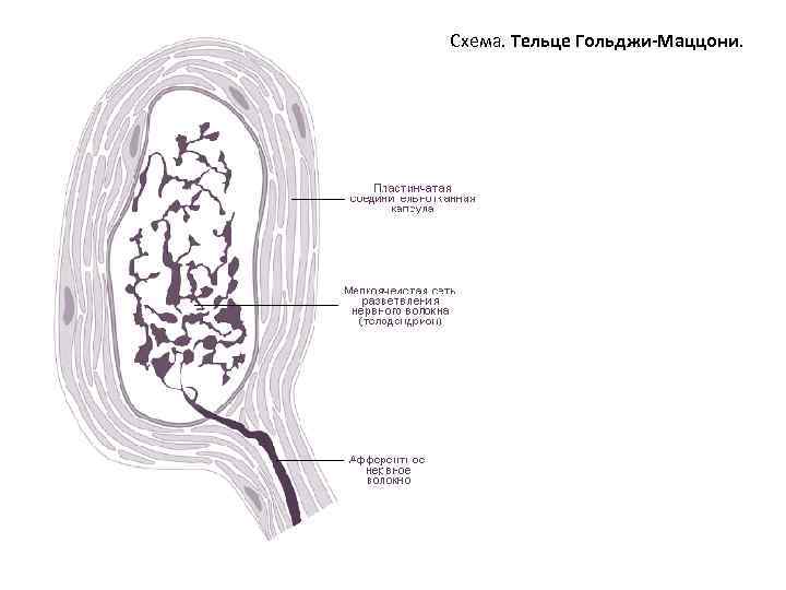 Схема. Тельце Гольджи-Маццони. 