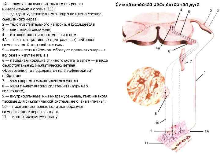 1 А — окончания чувствительного нейрона в иннервируемом органе (11); 1 — дендрит чувствительного