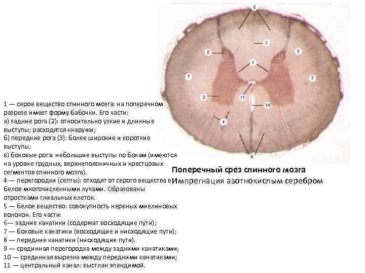 Поперечный срез спинного мозга рисунок гистология