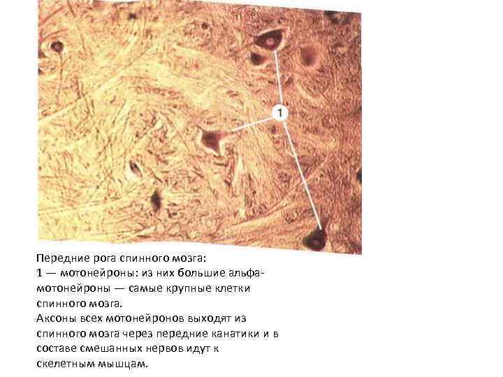 Передние рога спинного мозга: 1 — мотонейроны: из них большие альфамотонейроны — самые крупные