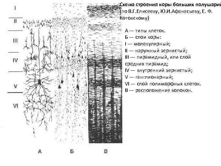 Три слоя коры. Послойное строение коры больших полушарий. Функции слоев коры больших полушарий. Слои коры больших полушарий схема.