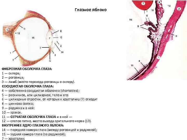 Фиброзная оболочка строение и функции. Фиброзная оболочка глаза анатомия. Фиброзная оболочка глазного яблока анатомия. Строение фиброзной оболочки глаза. Фиброзная оболочка глаза строение и функции.