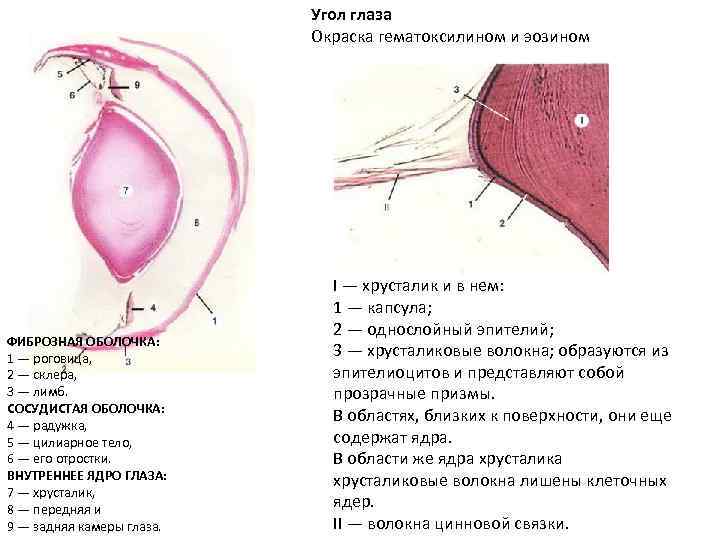 Угол глаза Окраска гематоксилином и эозином ФИБРОЗНАЯ ОБОЛОЧКА: 1 — роговица, 2 — склера,