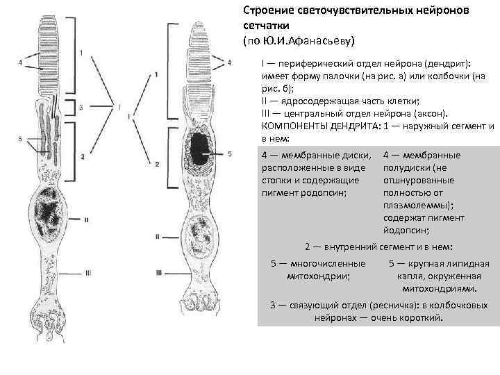 Строение светочувствительных нейронов сетчатки (по Ю. И. Афанасьеву) I — периферический отдел нейрона (дендрит):