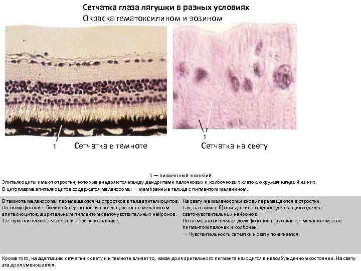 Сетчатка глаза лягушки в разных условиях Окраска гематоксилином и эозином Сетчатка в темноте Сетчатка