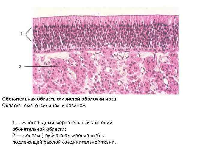 Обонятельная область слизистой оболочки носа Окраска гематоксилином и эозином 1 — многорядный мерцательный эпителий