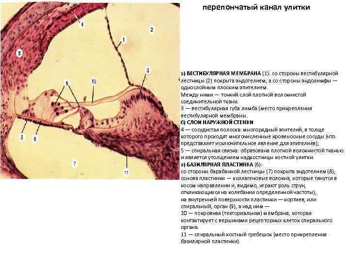 перепончатый канал улитки а) ВЕСТИБУЛЯРНАЯ МЕМБРАНА (1): со стороны вестибулярной лестницы (2) покрыта эндотелием,