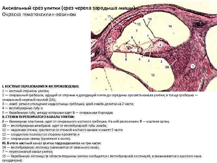 Аксиальный срез улитки (срез черепа зародыша мыши) Окраска гематоксилин-эозином I. КОСТНЫЕ ОБРАЗОВАНИЯ И ИХ