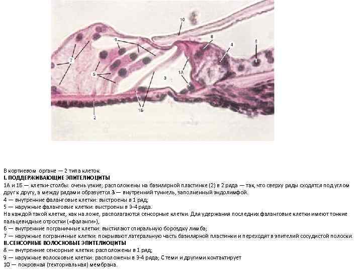 В кортиевом органе — 2 типа клеток. I. ПОДДЕРЖИВАЮЩИЕ ЭПИТЕЛИОЦИТЫ 1 А и 1