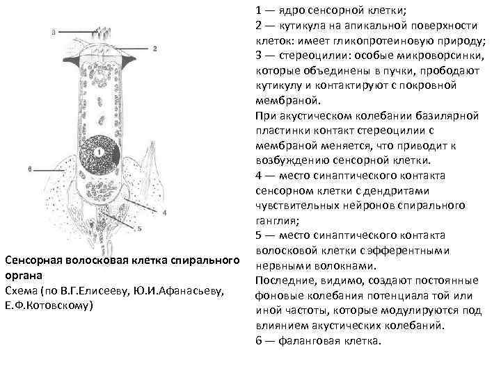 Сенсорная волосковая клетка спирального органа Схема (по В. Г. Елисееву, Ю. И. Афанасьеву, Е.