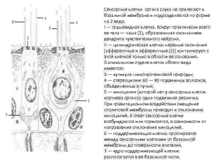 Сенсорные клетки органа слуха не прилегают к базальной мембране и подразделяются по форме на