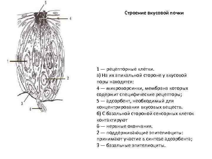 Какой цифрой на рисунке обозначен участок языка в котором расположены вкусовые почки