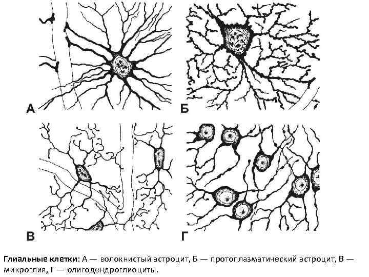 Глиальные клетки: А — волокнистый астроцит, Б — протоплазматический астроцит, В — микроглия, Г
