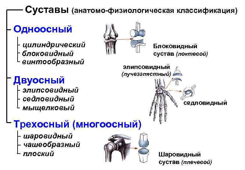 Суставы (анатомо-физиологическая классификация) Одноосный цилиндрический блоковидный винтообразный Двуосный Блоковидный сустав (локтевой) элипсовидный (лучезапястный) элипсовидный