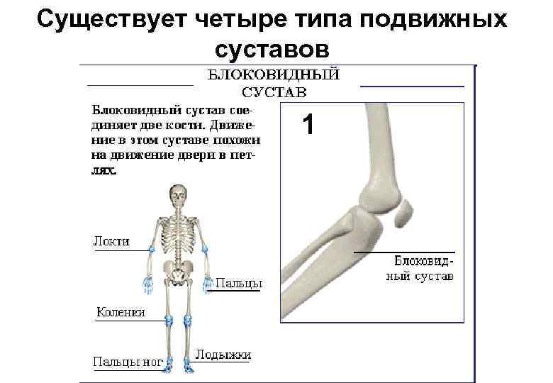 Существует четыре типа подвижных суставов 1 
