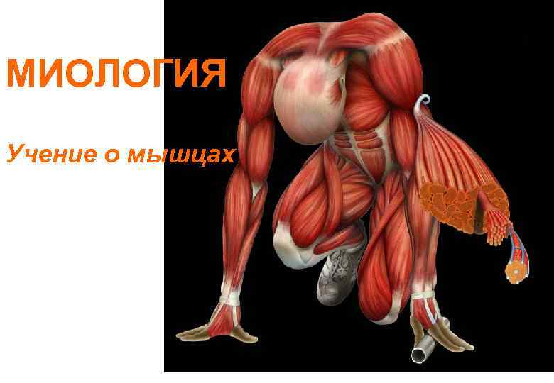 МИОЛОГИЯ Учение о мышцах 