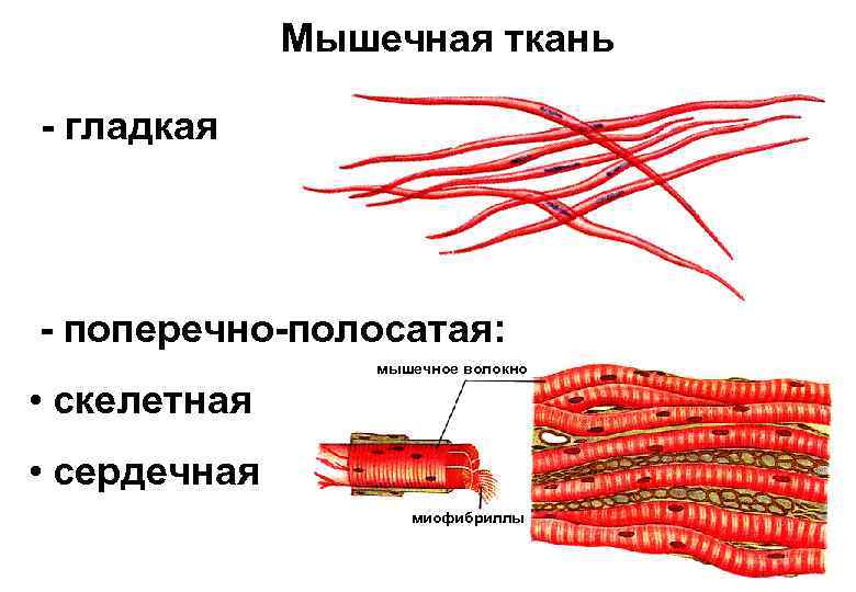 Мышечная ткань - гладкая - поперечно-полосатая: • скелетная мышечное волокно • сердечная миофибриллы 