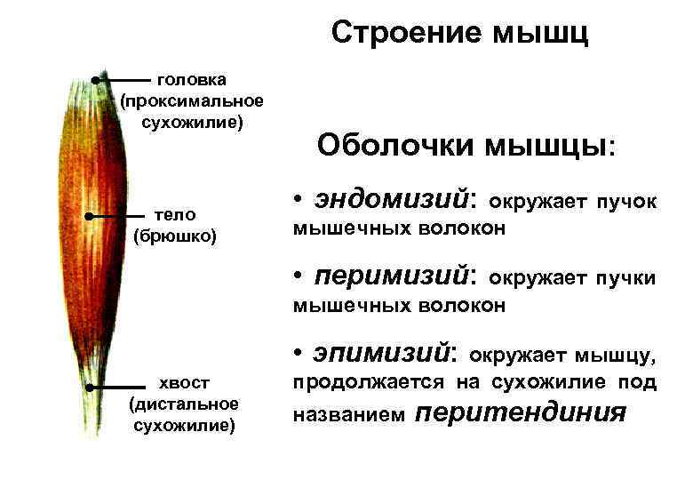 Строение мышц головка (проксимальное сухожилие) тело (брюшко) Оболочки мышцы: • эндомизий: окружает пучок мышечных