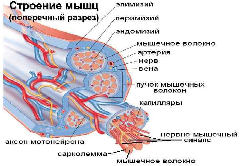 Строение мышц (поперечный разрез) 
