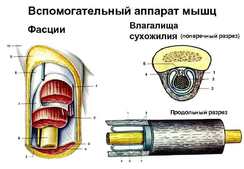 Вспомогательный аппарат мышц Фасции Влагалища сухожилия (поперечный разрез) Продольный разрез 
