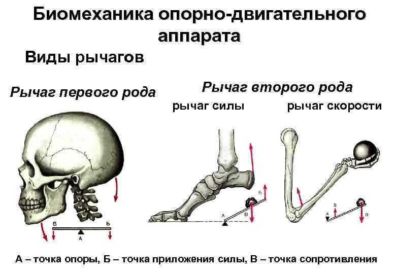 Биомеханика опорно-двигательного аппарата Виды рычагов Рычаг первого рода Рычаг второго рода рычаг силы рычаг